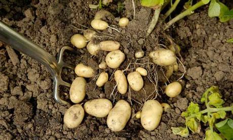 aardappelen na het planten
