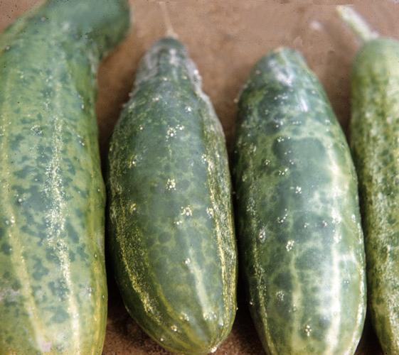 Het opslaan van komkommers: ziekten en hun behandeling