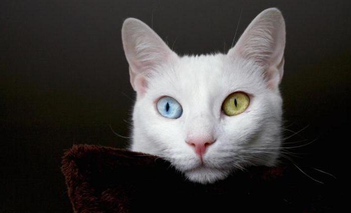 witte kat met verschillende ogen broeden 