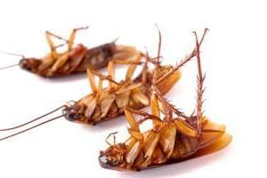 Hoe om te gaan met kakkerlakken in een appartement folk remedies? Goed advies