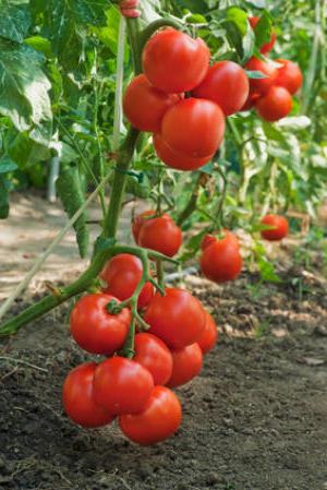 Hoe tomaten in de volle grond te telen: planten en verzorgen
