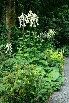 Cardiocrinum (gigantische lelies) - een ongewone plant voor uw tuin