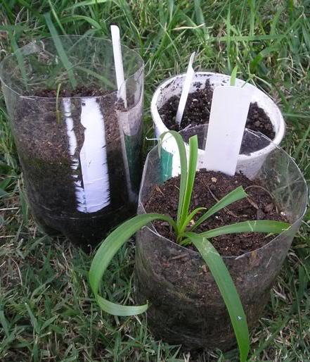 Wanneer plant je lelies: tips voor tuinders