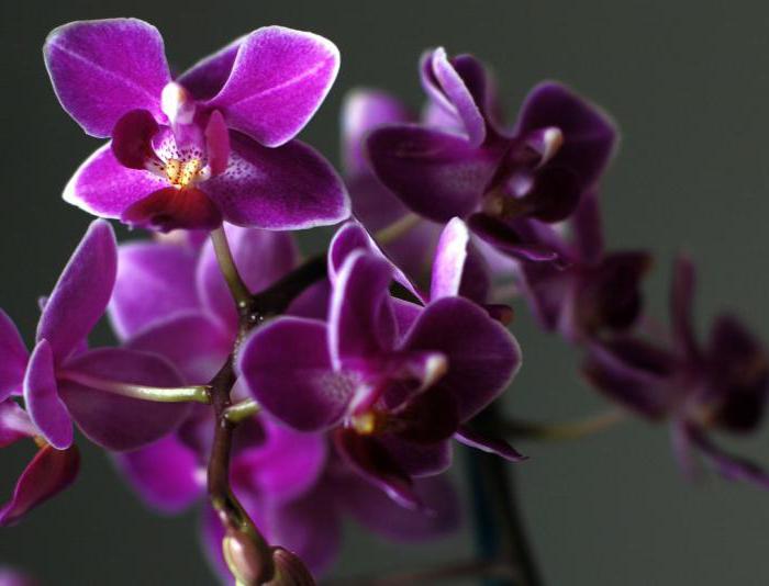 Mini-orchideeën: thuiszorg. Pygmy orchidee