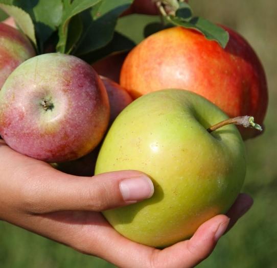 Molodilnye variëteiten van appels van professor L.I. Vigorova