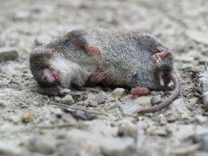 Het gif voor muizen: wat te doen als het huis knaagdieren kreeg?