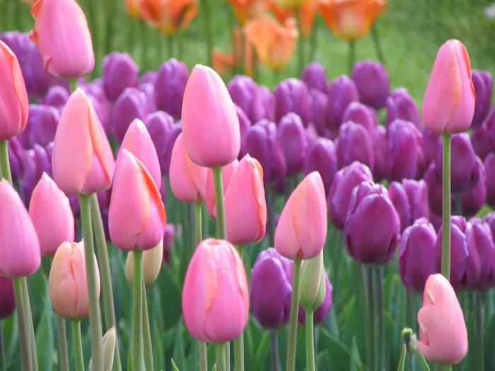 Tips voor het graven van narcissen en tulpen