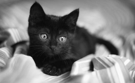 Waarom dromen van een zwart katje? We komen erachter!