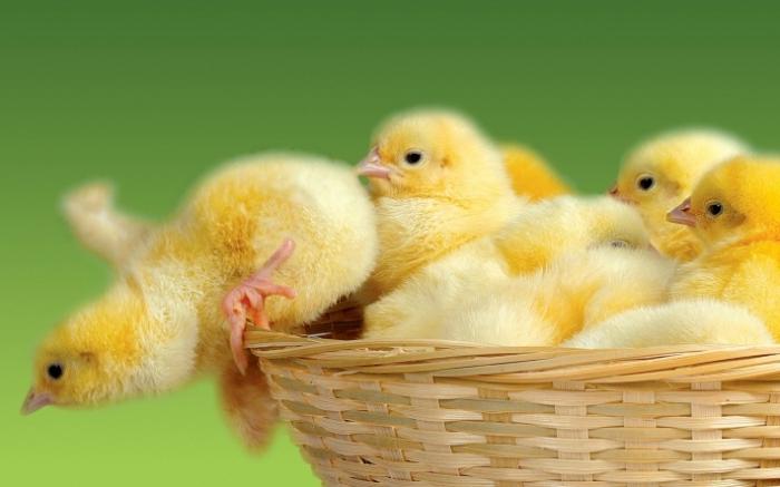 Een droomboek: kippen - voor goed of voor goed?