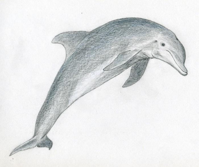 Wie anders weet niet hoe hij dolfijnen moet tekenen?