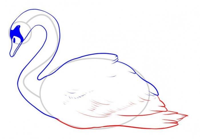 Hoe een zwaan te tekenen. instructie