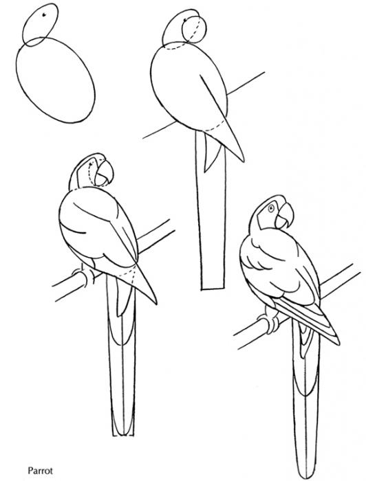 een papegaai tekenen