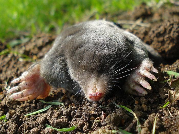 Mole: wat feeds en hoe leeft deze ondergrondse kluizenaar