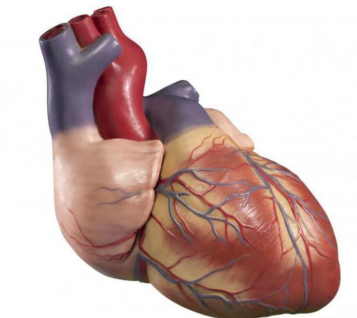 Hoe is de regulatie van het hart?